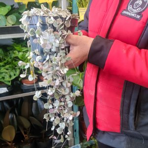 Lampášik (Ceropegia woodii) ´VARIEGATA´ - výška 60-80 cm, kont. C1L